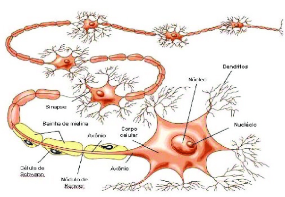 Como Funciona Seu Cérebro Neurônios Fabiano Simm 4040